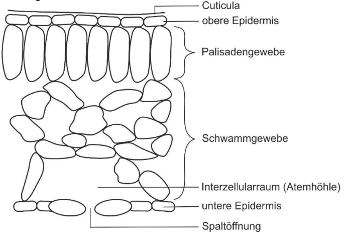 Schematischer Querschnitt durch ein Laubblatt mit beschrifteten Gewebeschichten und Spaltöffnung.
